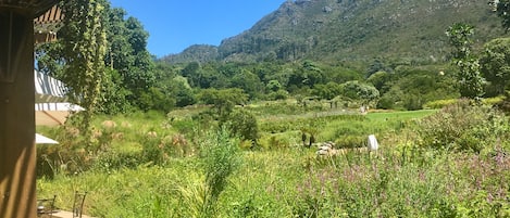 A lush garden with a variety of plants and flowers, a clear blue sky, and a mountain in the background.