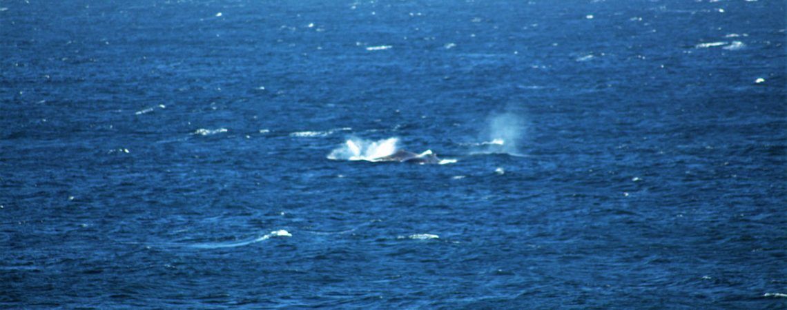 A body of water with a whale breaching.