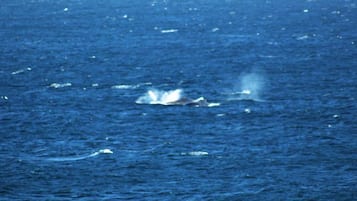 A body of water with a whale breaching.