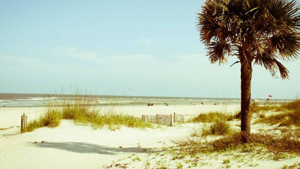 A beach with a palm tree, sandy dunes, and the ocean in the background. - Tybee Island Ocean Therapy (Tybee Island)