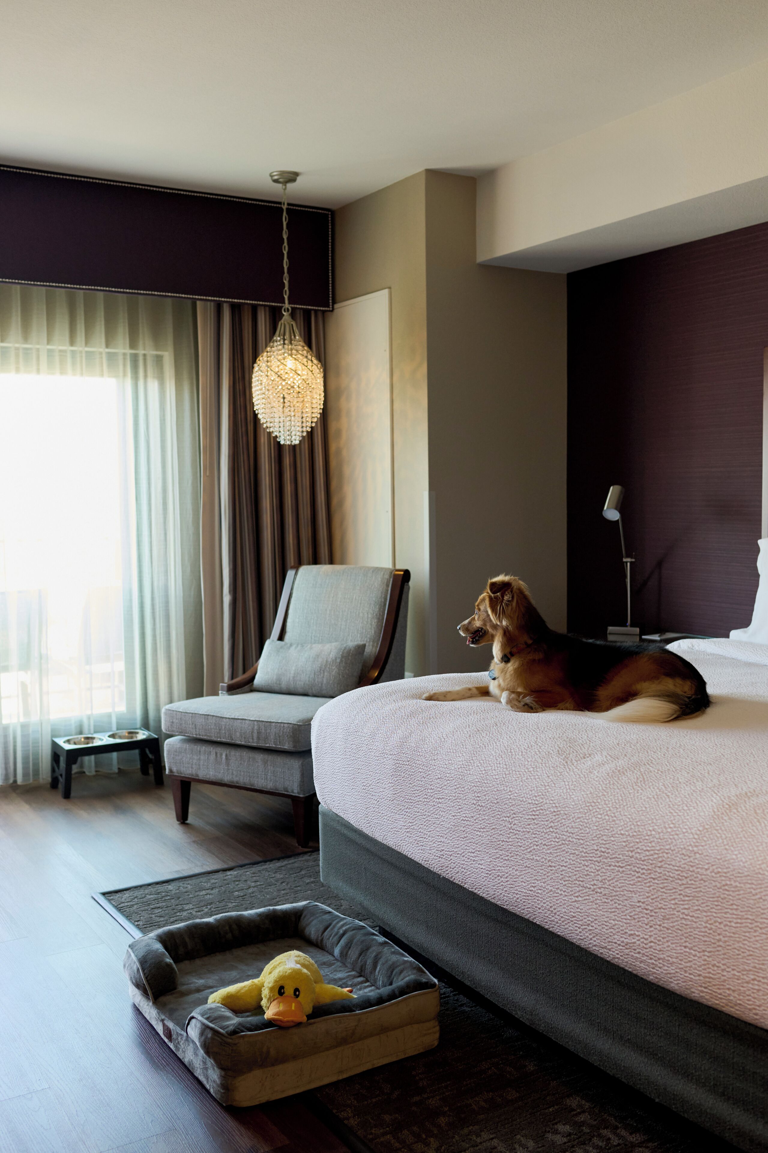 A hotel room with a bed, a chair, a dog, and a toy duck.
