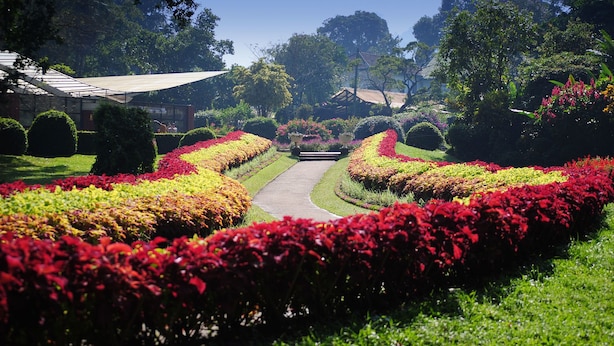 A garden pathway with neatly trimmed hedges and flowering plants. - Niru Residence (Kandy)