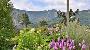 A garden with various plants and flowers, a mountain in the background, and a utility pole. - Charming, Renovated 2BR/2BA Mt Green Condo: Steps to Killington 3C13/A (Killington)