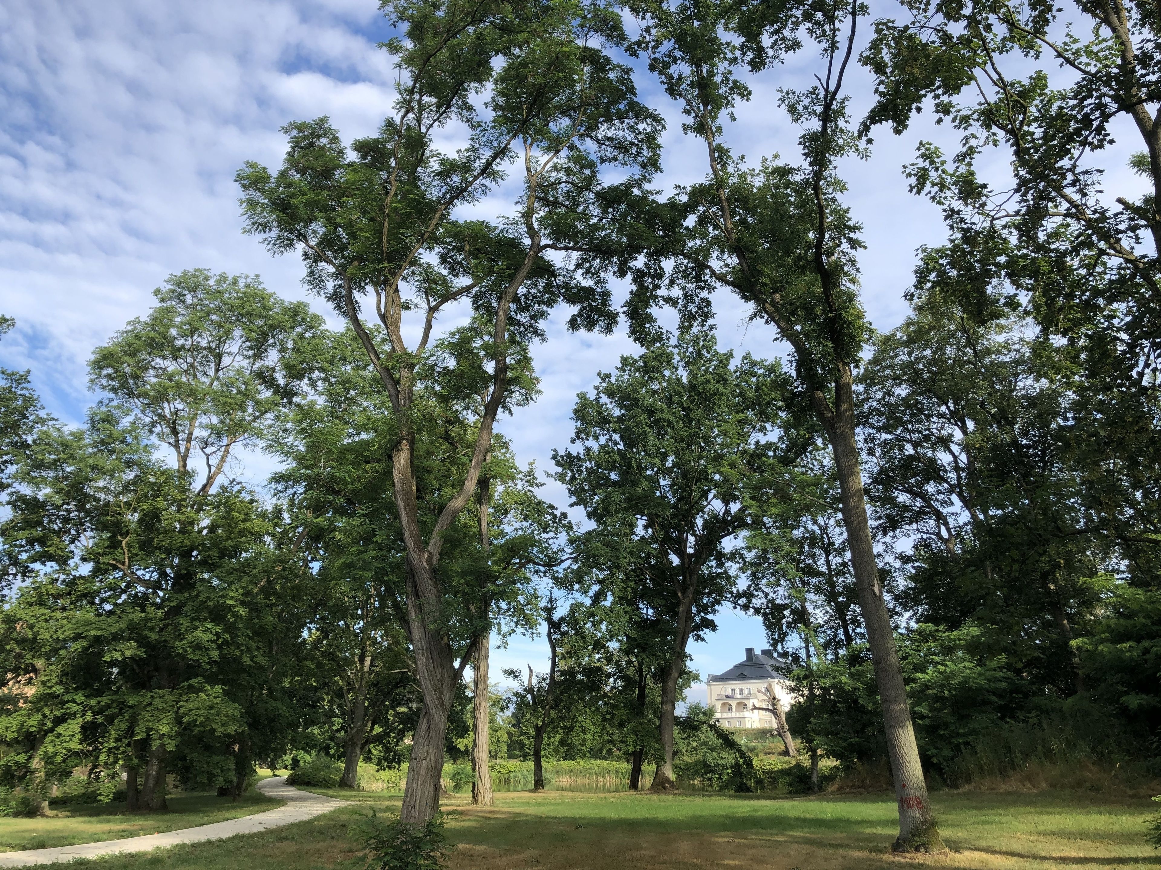 A park with tall trees, a pathway, and a building in the background.