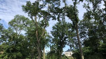 A park with tall trees, a pathway, and a building in the background.
