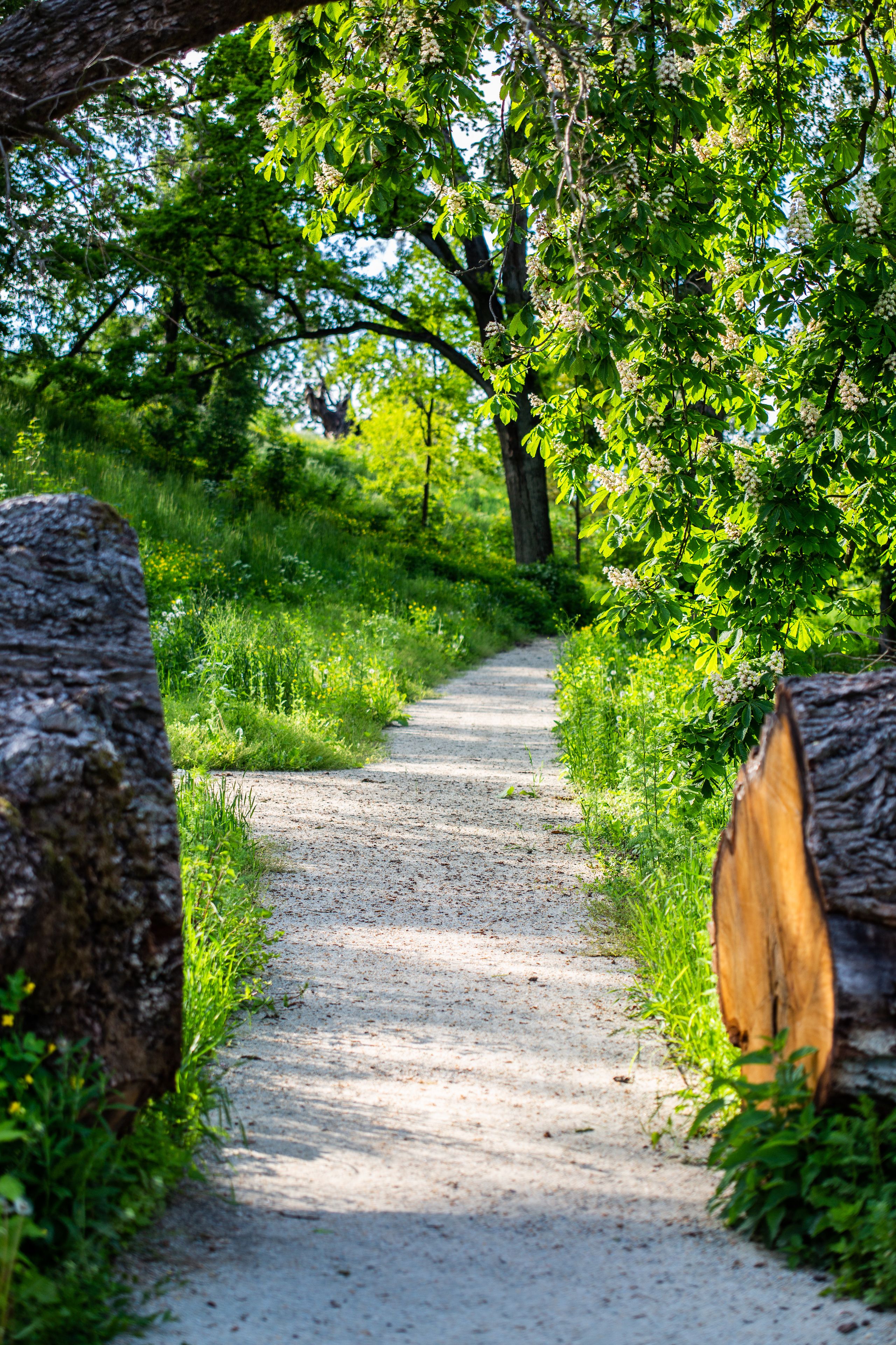 Un sentier de gravier bordé de grosses bûches et d’une végétation luxuriante, qui mène à une zone boisée.