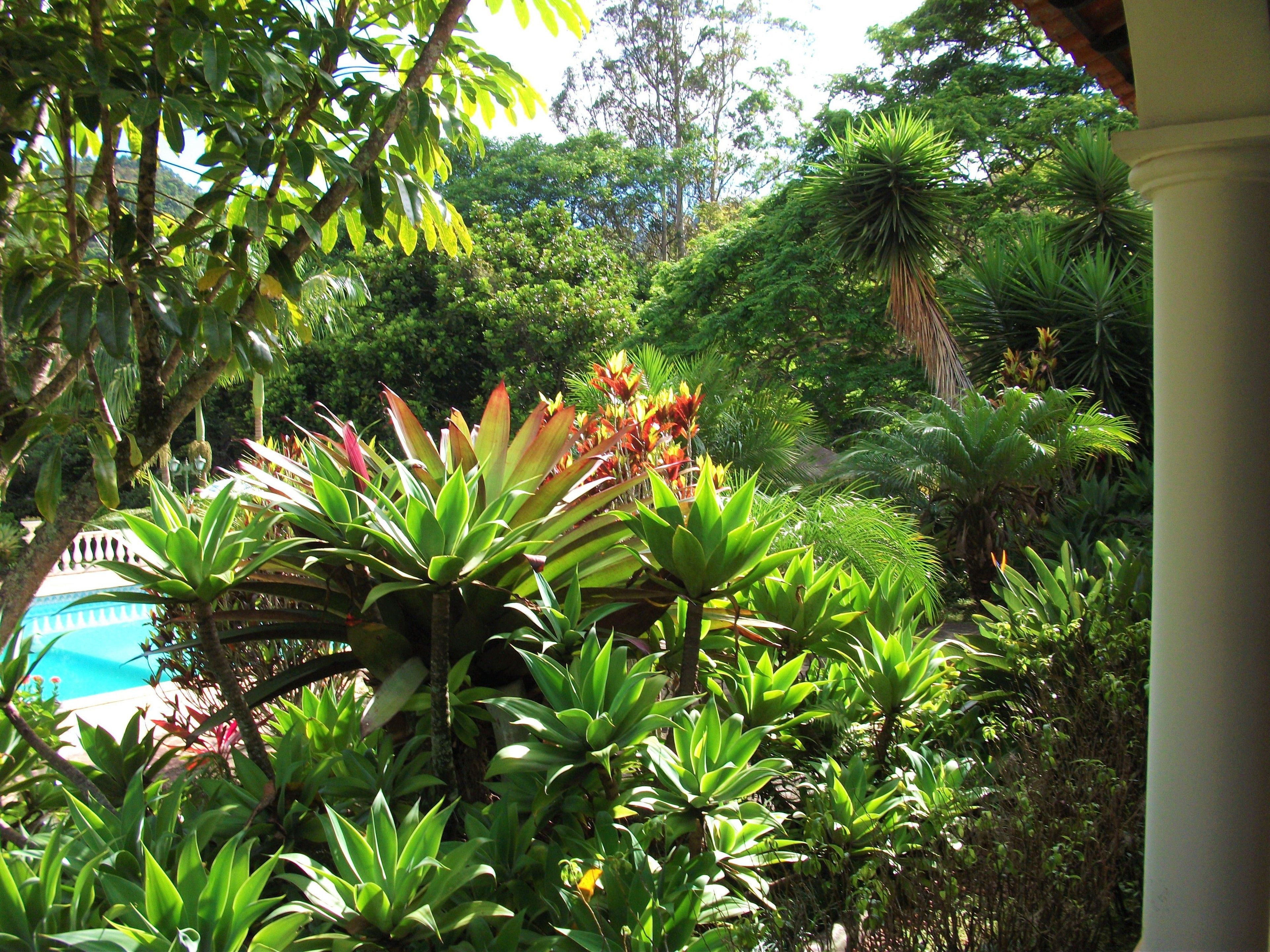 A lush garden with various tropical plants and a pool in the background.
