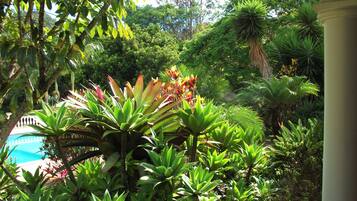 A lush garden with various tropical plants and a pool in the background.