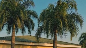Un vialetto lastricato, palme, un tavolo con sedie e un edificio con tetto verde.