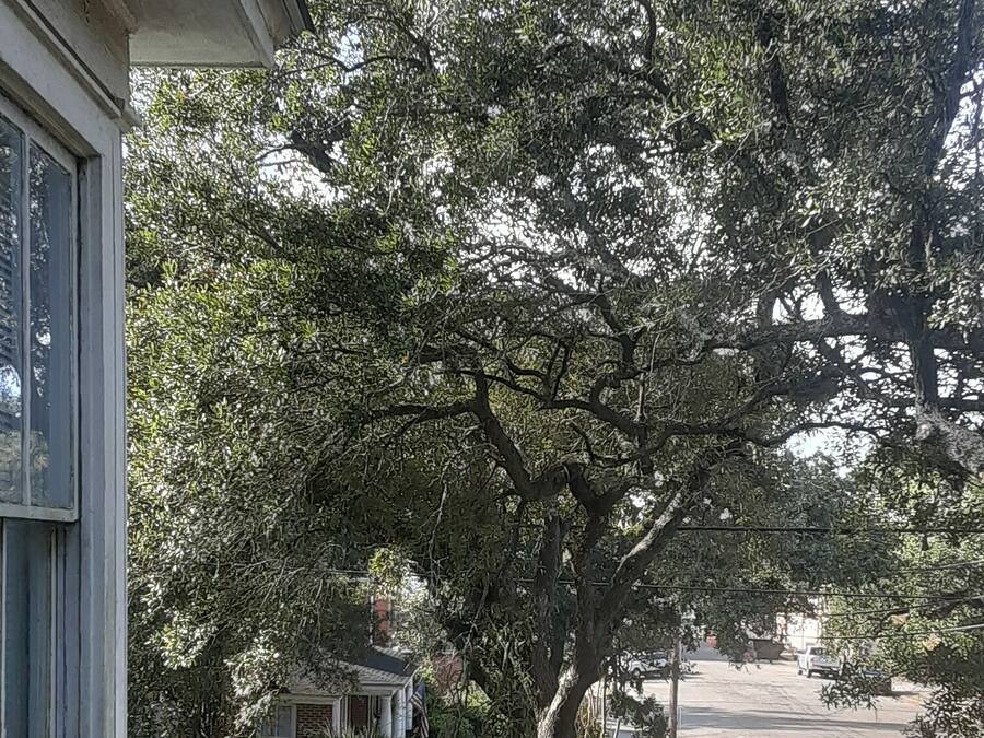Una calle residencial con un árbol grande al frente, una acera y una señal de parada.