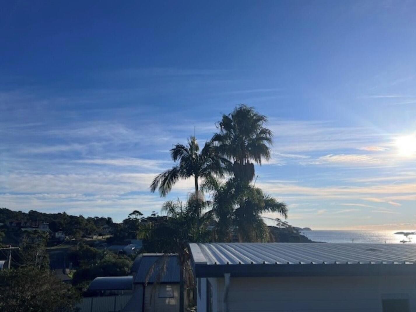 A residential area with a prominent palm tree and a metal roofed structure.