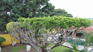 Garden - La Quinta de Alito (Xochitepec)