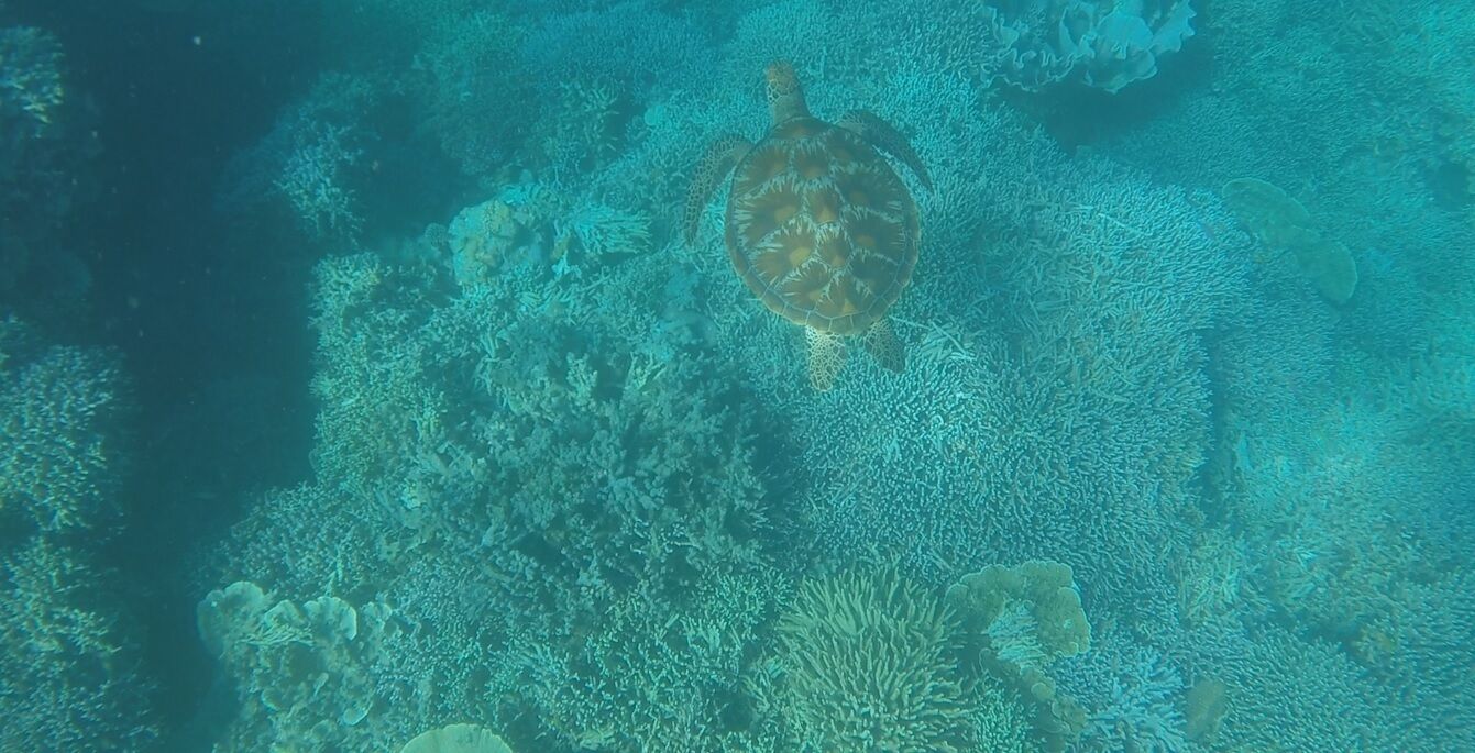 Una tortuga nada cerca de un arrecife de coral.