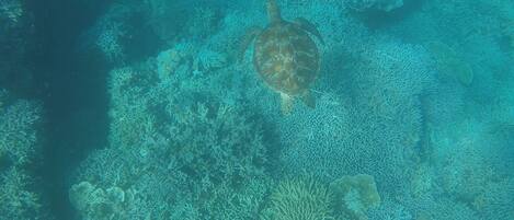 Una tortuga nada cerca de un arrecife de coral.