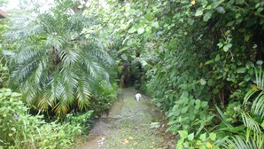 A narrow, unpaved path surrounded by dense foliage and palm trees. - Yambarunomori (Ogimi)