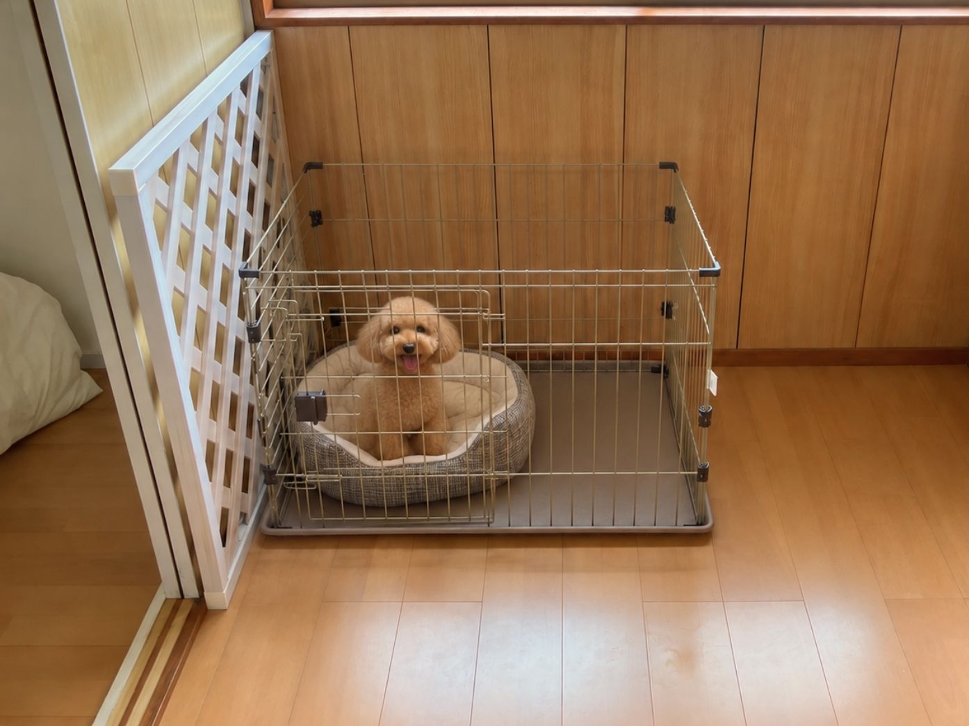 Ein kleiner Hund in einer Drahtbox mit einer Liege, platziert auf einem Holzboden in der Nähe einer weißen Trennwand.