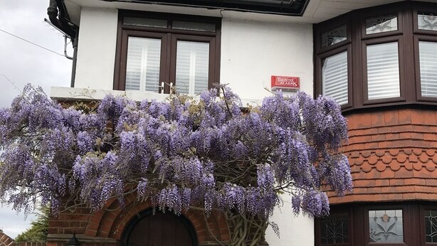 A traditional house with a brick facade, a wooden door, and a purple flowering vine climbing over the entrance. - Lovely Family House in Sidcup (Sidcup)