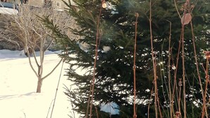 Una cabaña de madera tradicional con balcones, rodeada de nieve y árboles de hoja perenne.