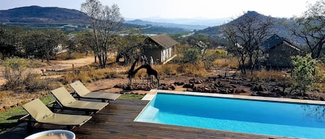 Outdoor pool, pool umbrellas, sun loungers