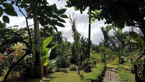 Un chemin de pierres serpente à travers un jardin luxuriant, où poussent différentes espèces de plantes et d’arbres.
