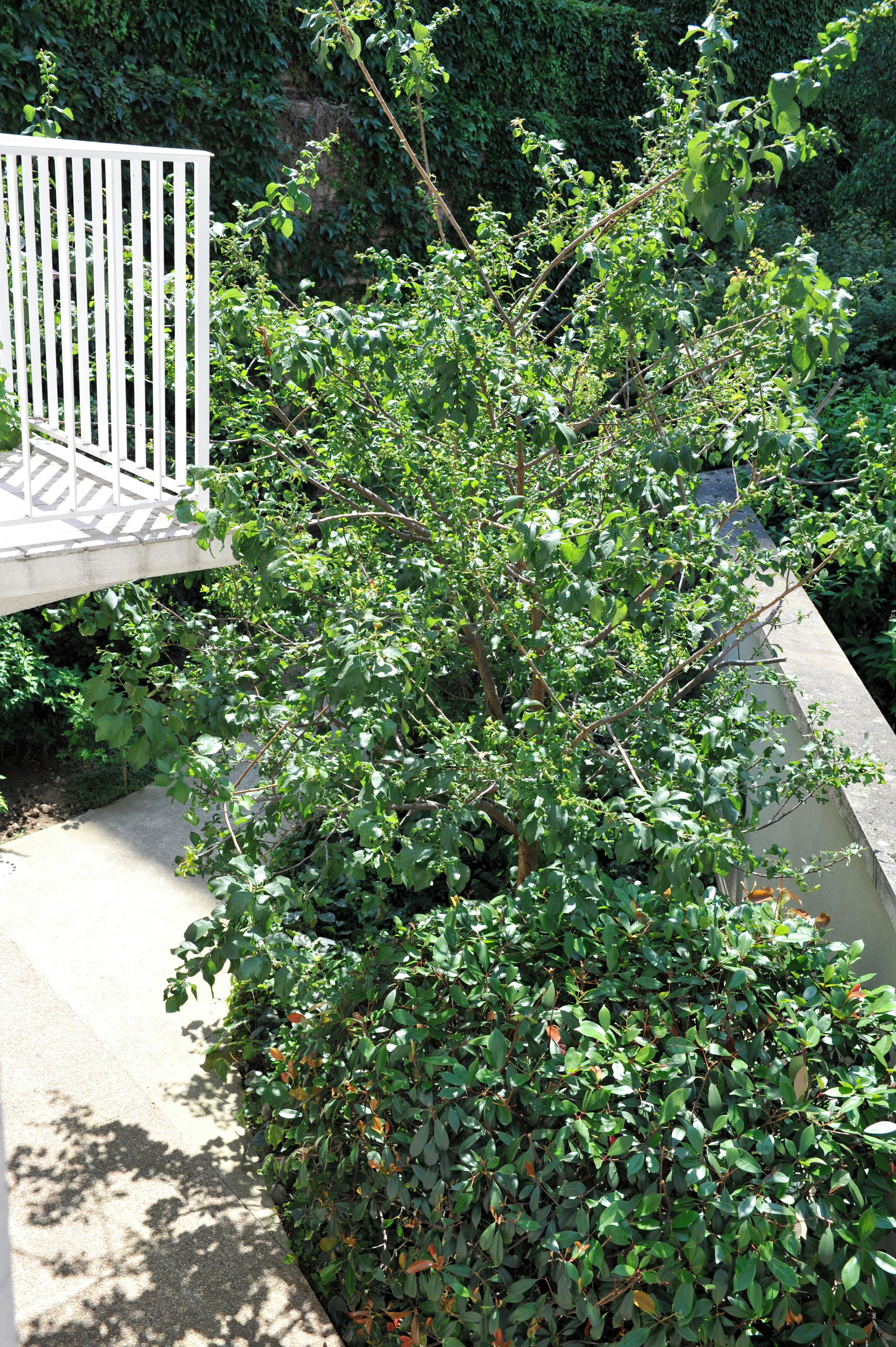 family suite | view from room