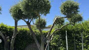 A tree with a unique topiary shape, a grassy area, and a metal fence.