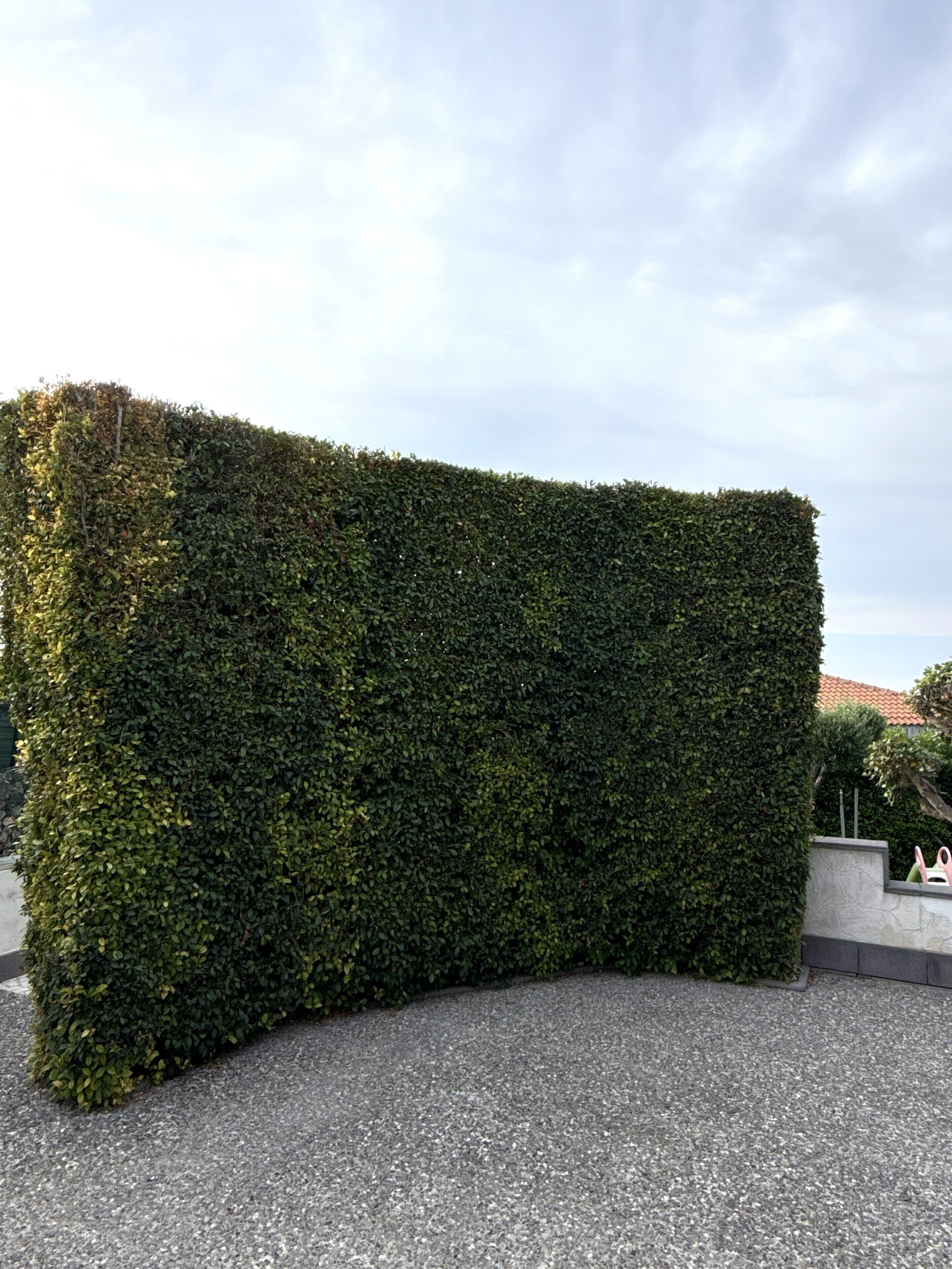Ein ordentlich geschnittener Hecke in einer angelegten Grünfläche.