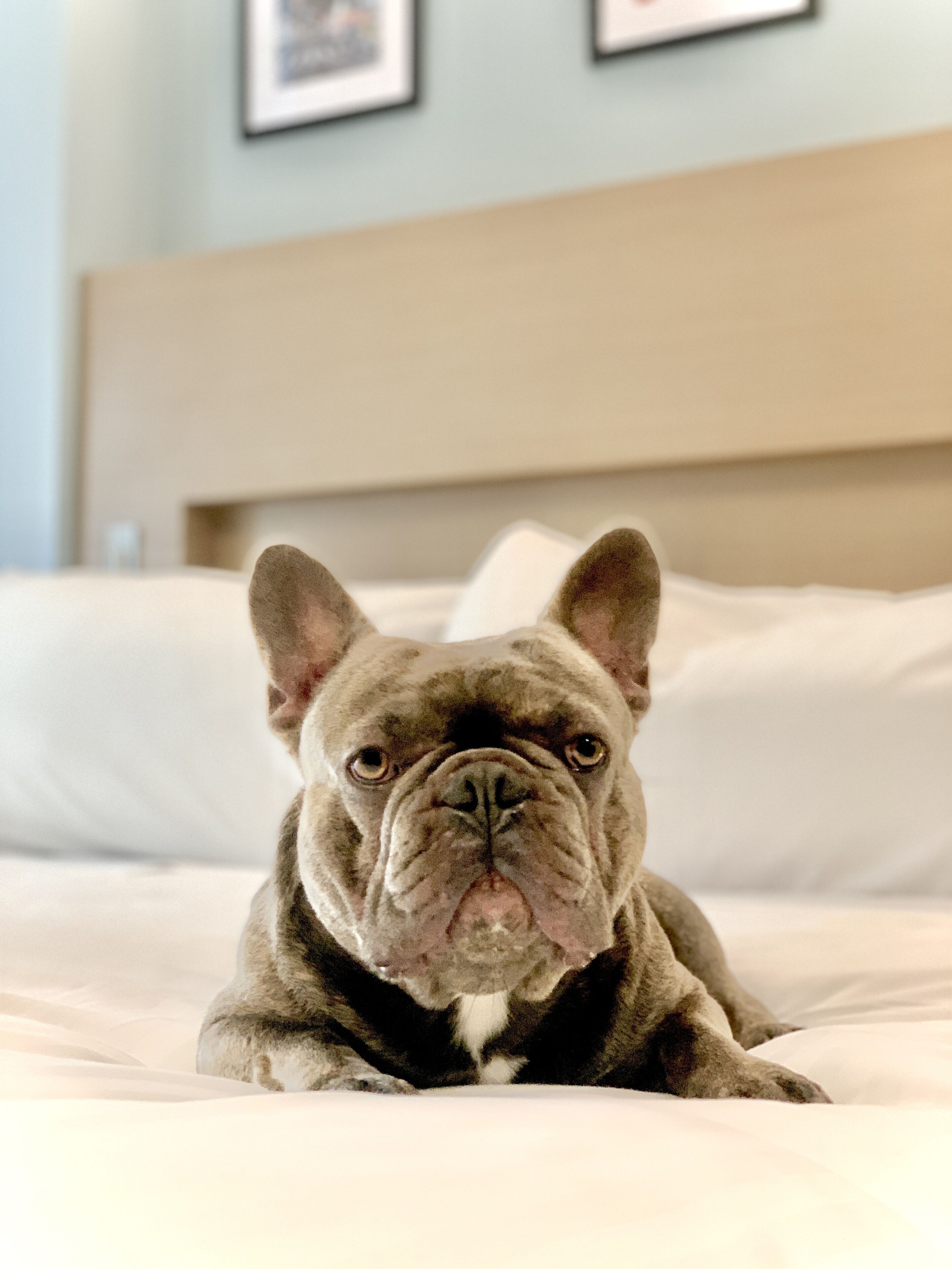 egyptian cotton sheets, premium bedding, minibar, in-room safe