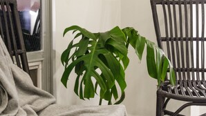 Ein Zimmer mit großem Fenster, einem Blumentopf und zwei Korbstühlen.