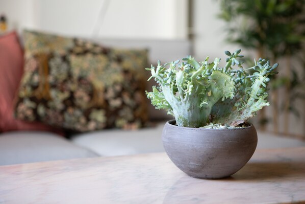 Una planta en maceta sobre una mesa, con un fondo desenfocado de un sofá y almohadones.