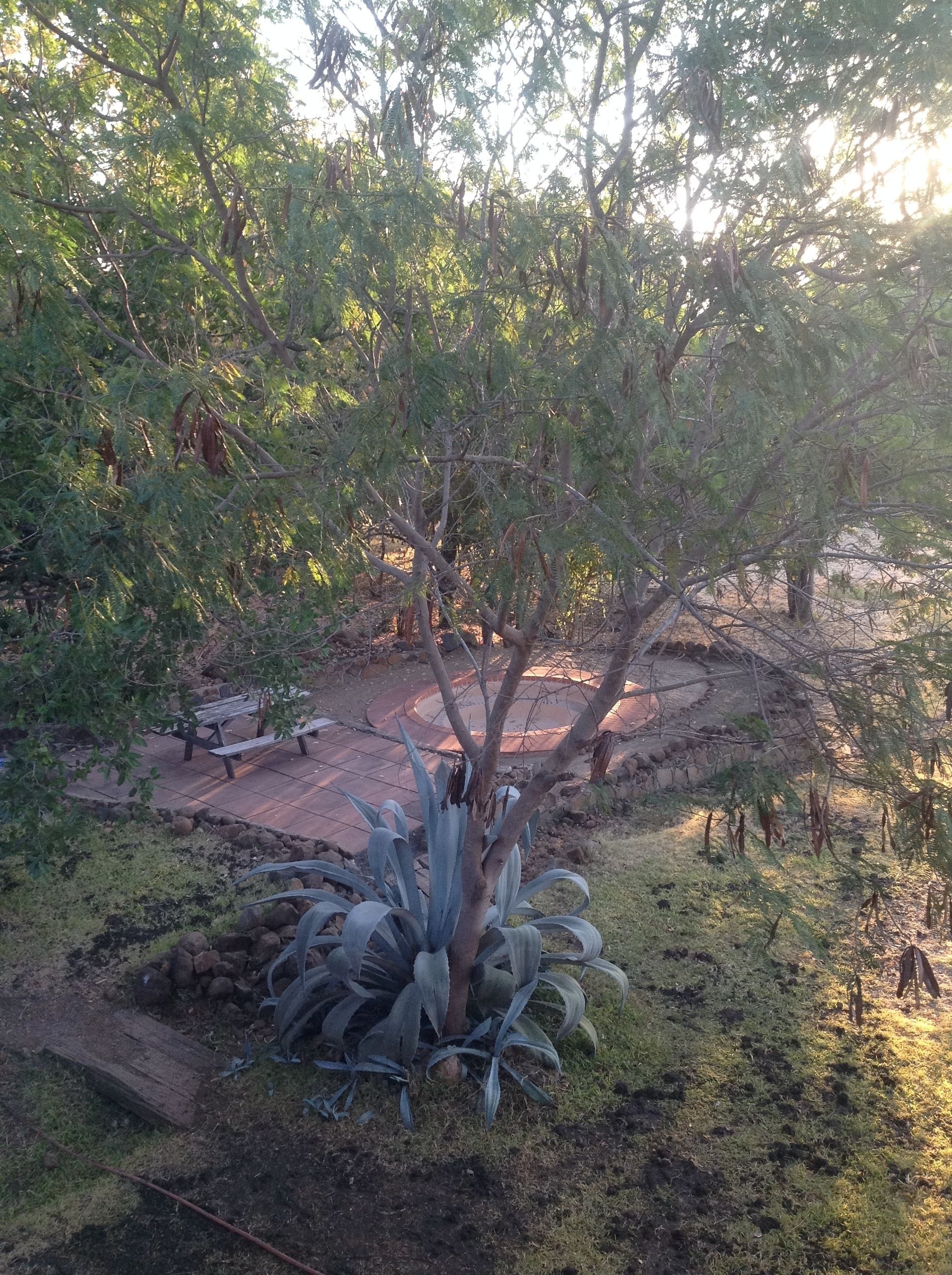 Un jardín con un árbol grande, un banco y una estructura circular de piedra.