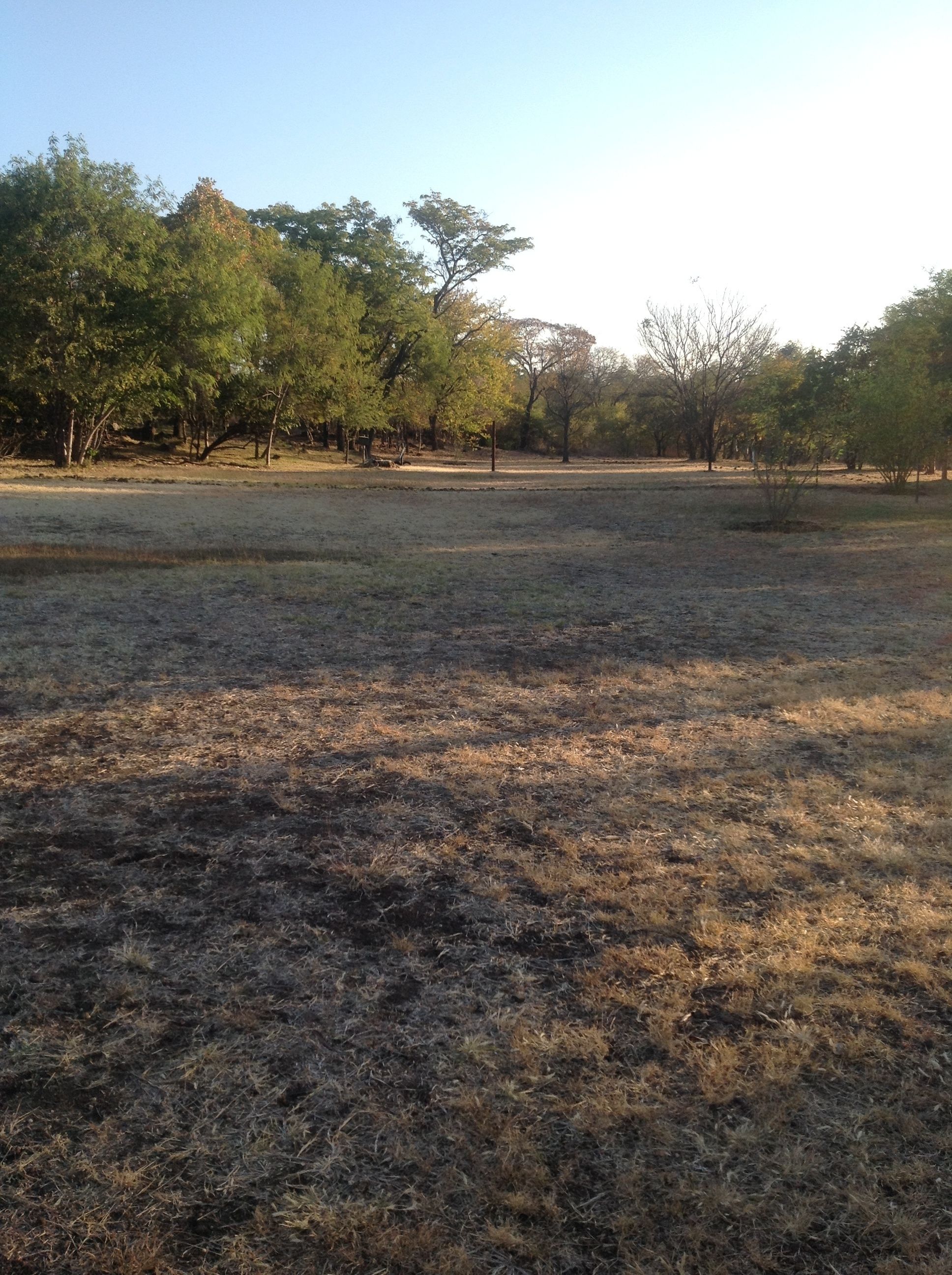 Un campo seco y cubierto de hierba con árboles dispersos y cielo despejado.