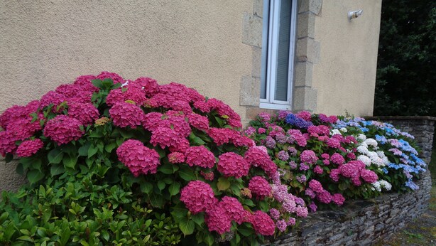 Un muro de piedra con una fila de vibrantes flores de hortensias en varios colores.