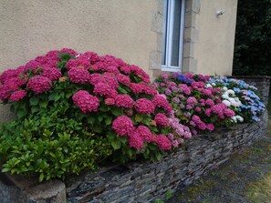 A stone wall with a row of vibrant hydrangea flowers in various colors. - Popote & Polochon (Saint-Martin-sur-Oust)