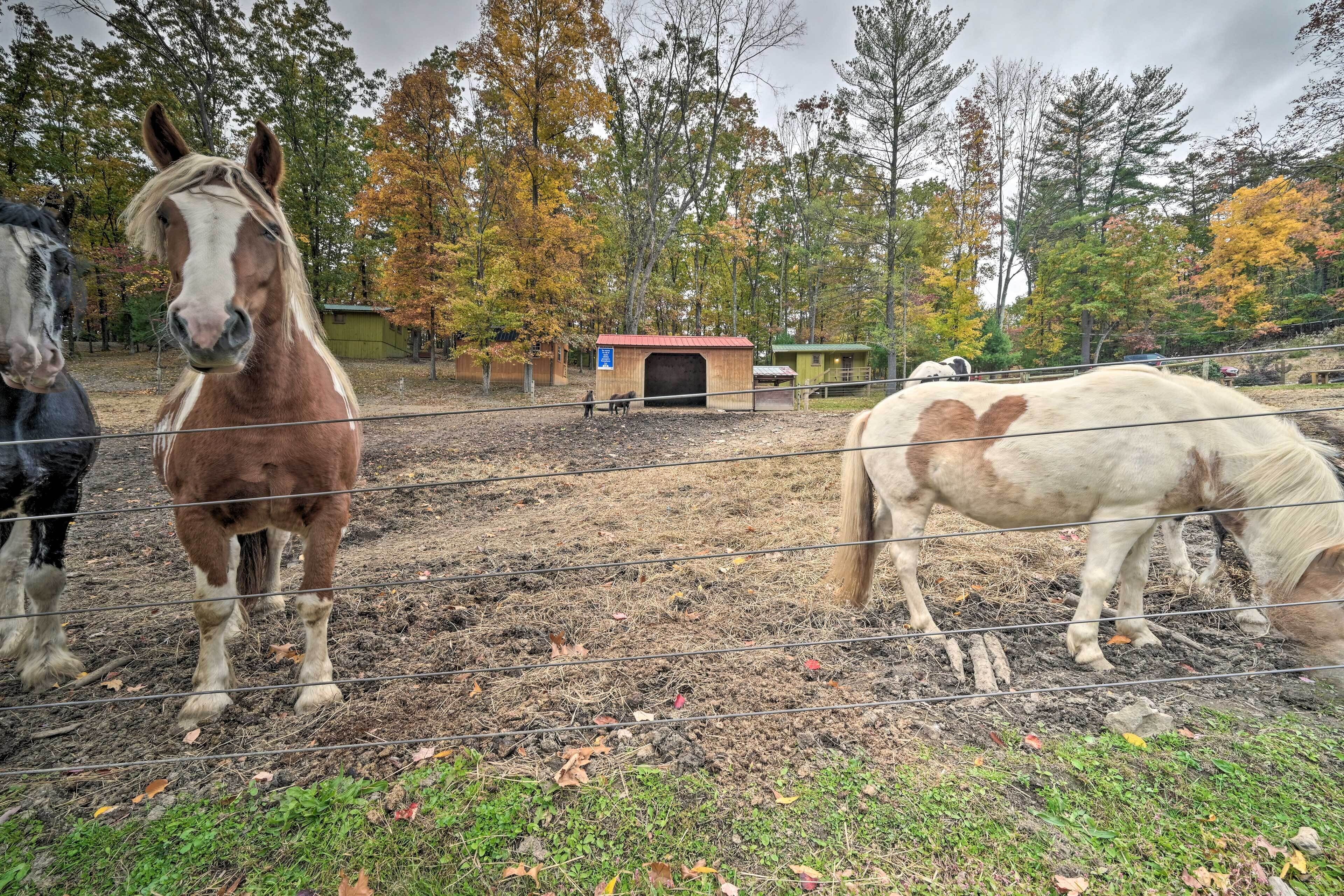 Ein Stall mit drei Pferden, ein eingezäuntes Gelände und Herbstbäume im Hintergrund.