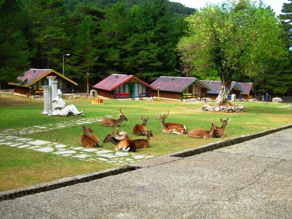 A lodge with multiple cabins, a stone pathway, and deer in the foreground.