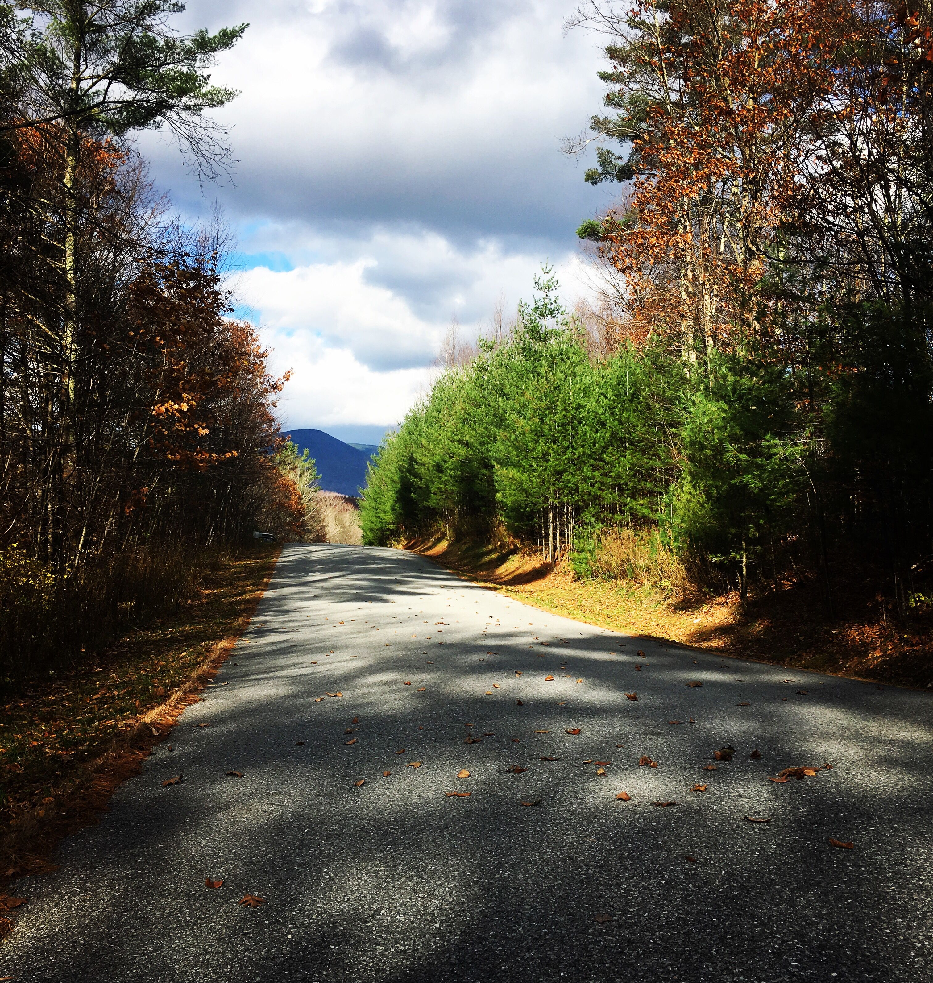 Eine asphaltierte Straße, gesäumt von Bäumen mit Herbstlaub, führt zu einem Gebirge.