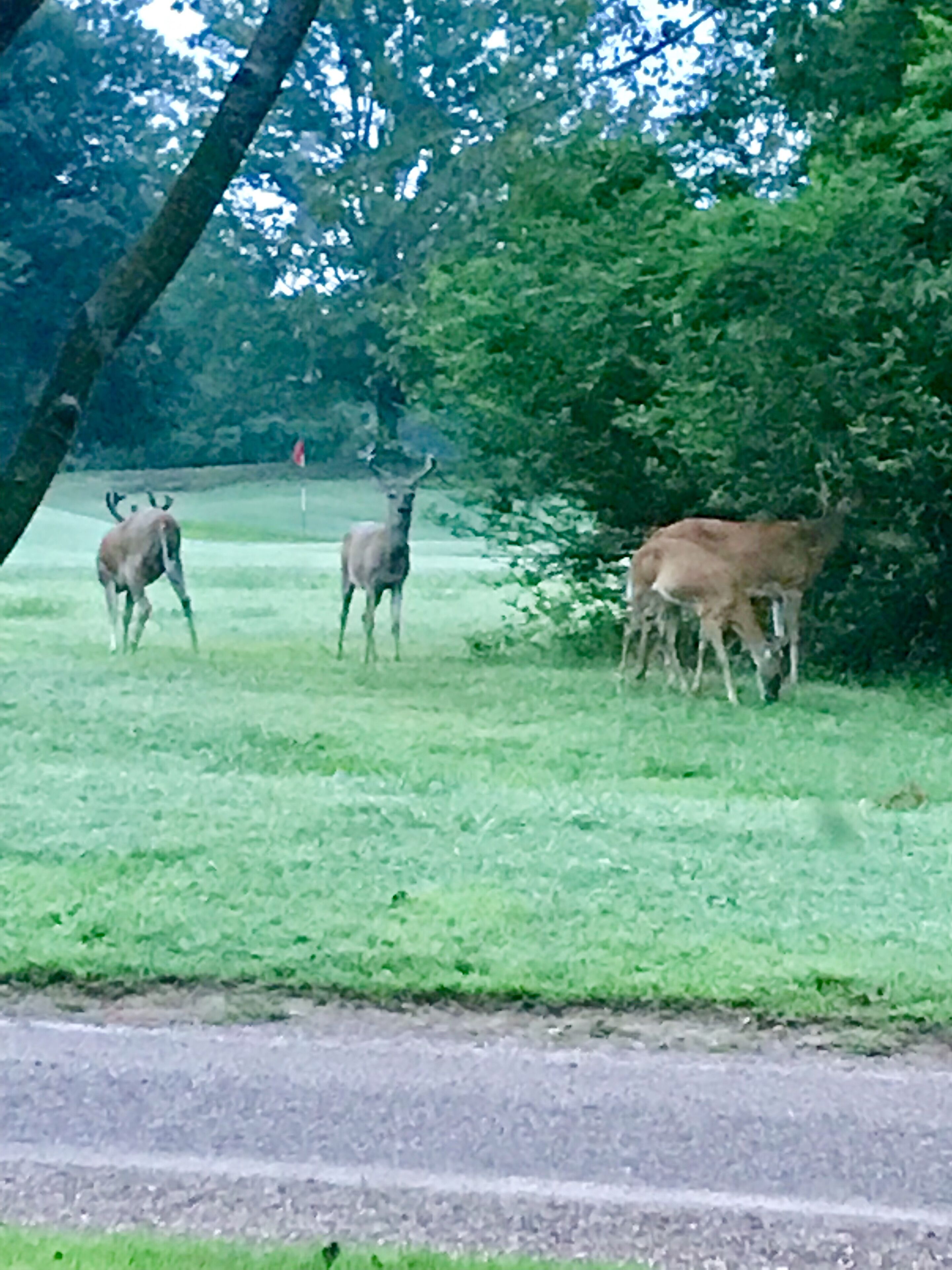 A grassy field with a few deer and a tree.