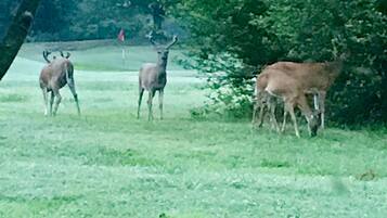 A grassy field with a few deer and a tree.