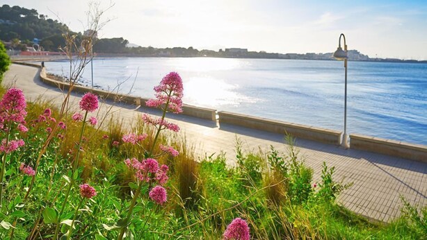 Une promenade en bord de mer avec un chemin pavé, un lampadaire et des fleurs roses au premier plan.