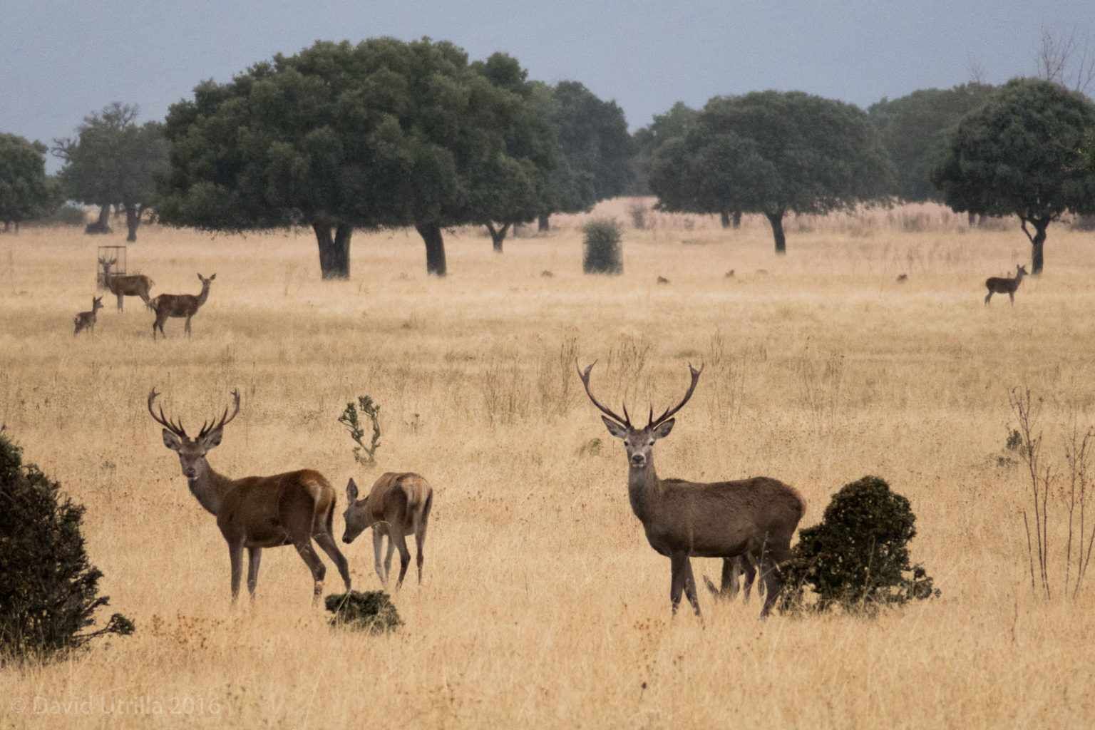 A group of deer in a dry grassland with scattered trees.