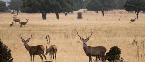 A group of deer in a dry grassland with scattered trees.
