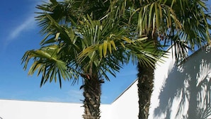 Un área de piscina con dos palmeras, un muro blanco y un cielo azul despejado.
