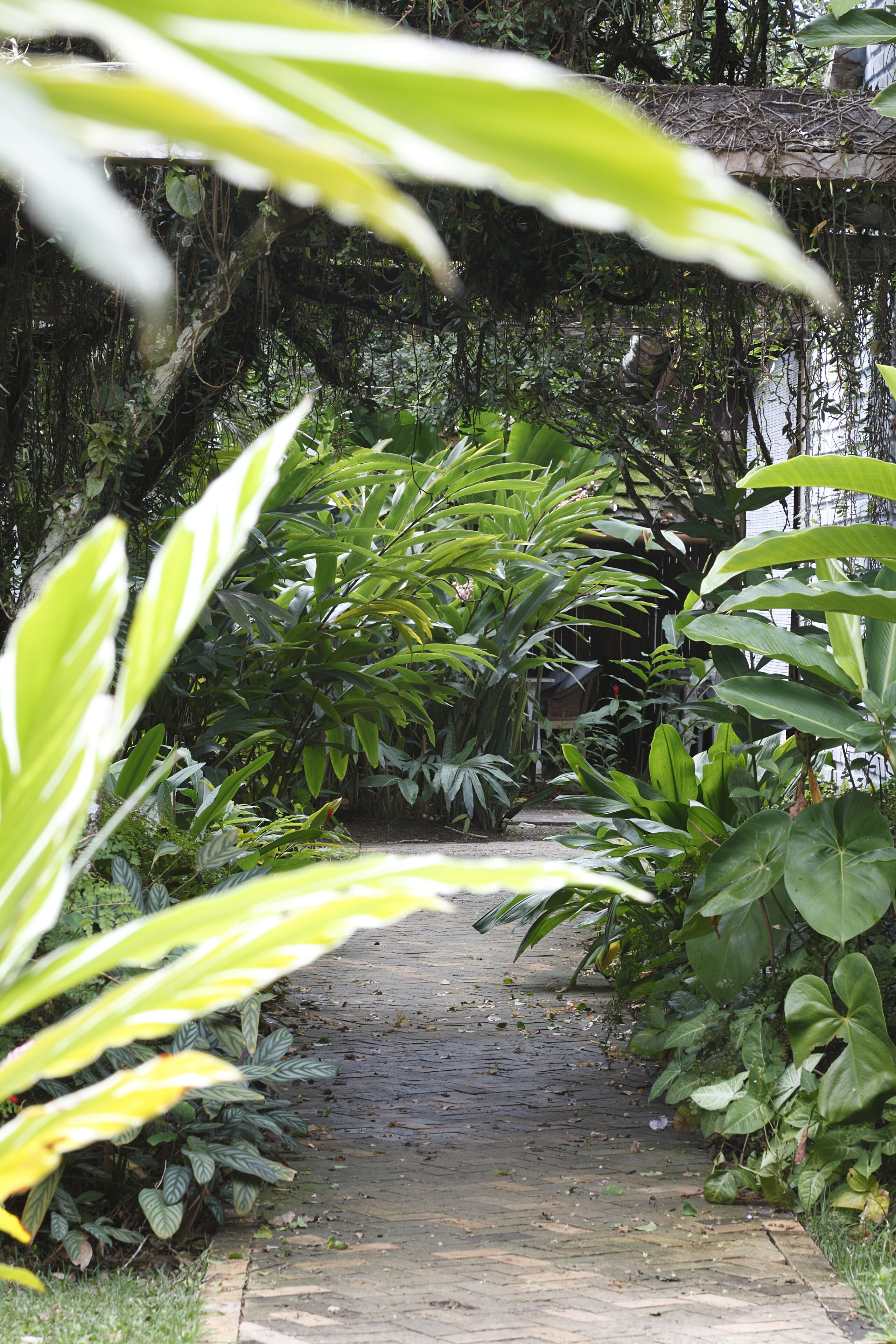 A pathway surrounded by lush greenery and a thatched roof structure.