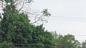 Une intersection où deux routes se croisent, avec une zone centrale enherbée, des arbres et un poteau électrique.