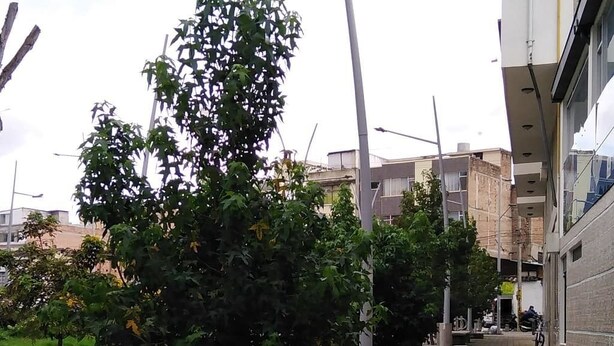 Un camino pavimentado flanqueado por árboles y bancos, que conduce a un edificio con fachada moderna.