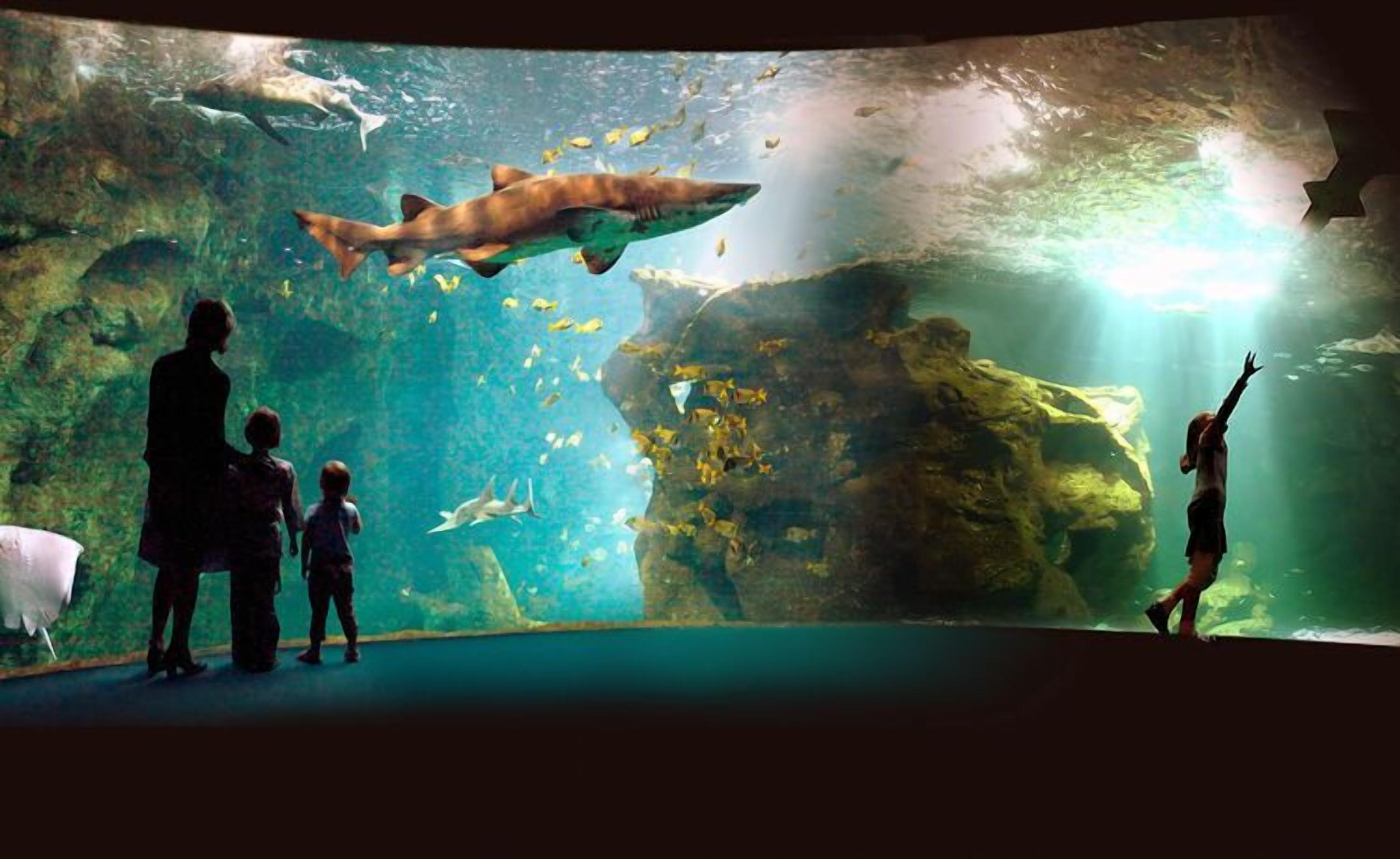 Acuario con un tiburón grande, varios peces y un paisaje submarino rocoso.