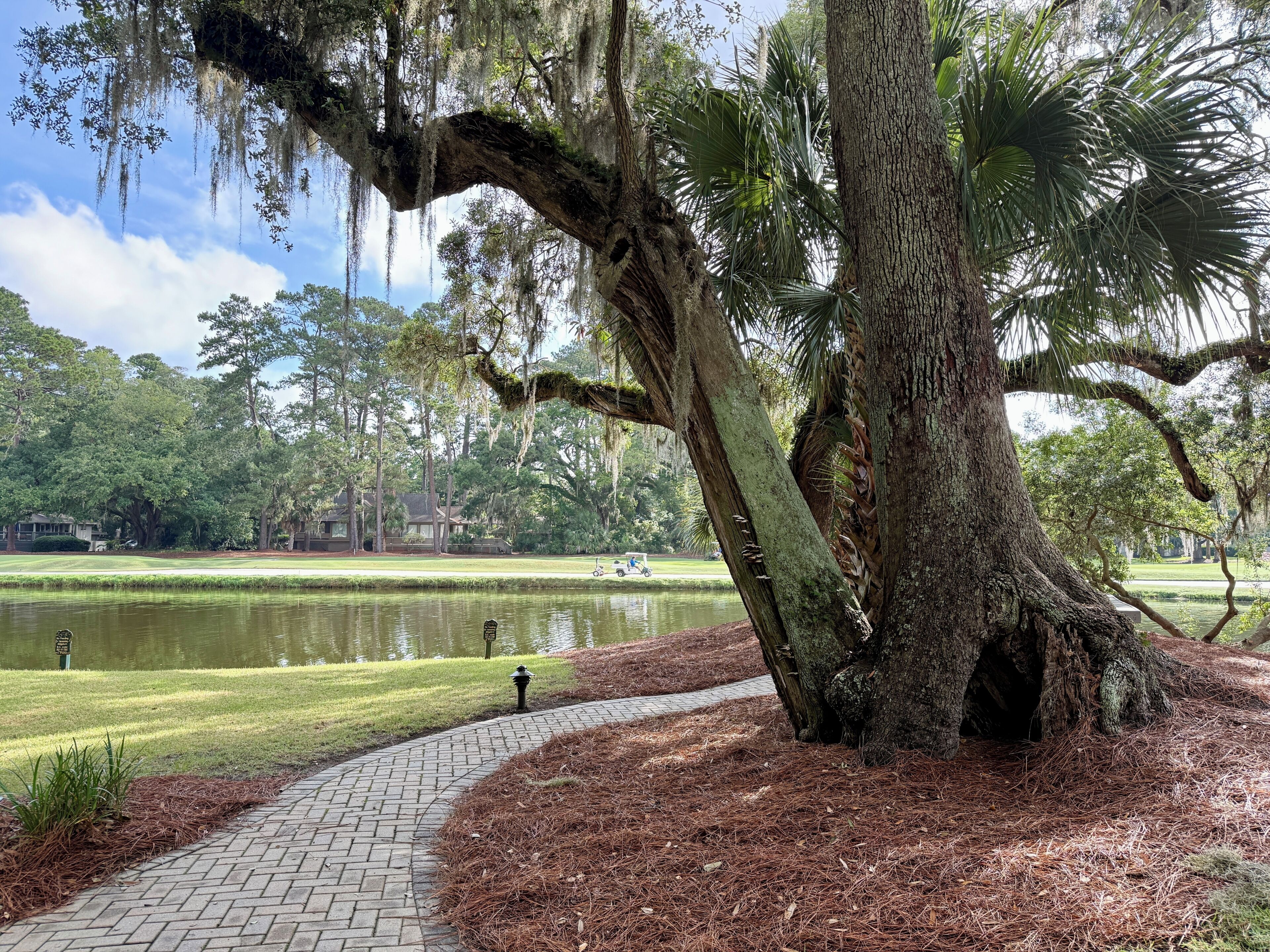 A park with a large tree, a pond, and a paved walkway.