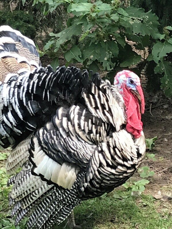A turkey with black and white feathers and a red wattle.