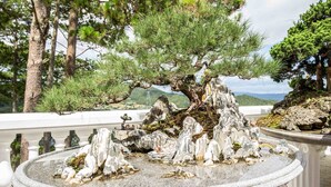 A stone table with a bonsai tree centerpiece, surrounded by white columns, set in a garden with pine trees and a view of distant hills. - Sepia Hotel DaLat (Xuan Huong - Da Lat)